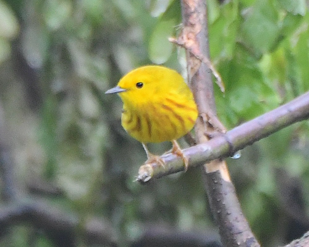 Yellow Warbler - Ted Wolff