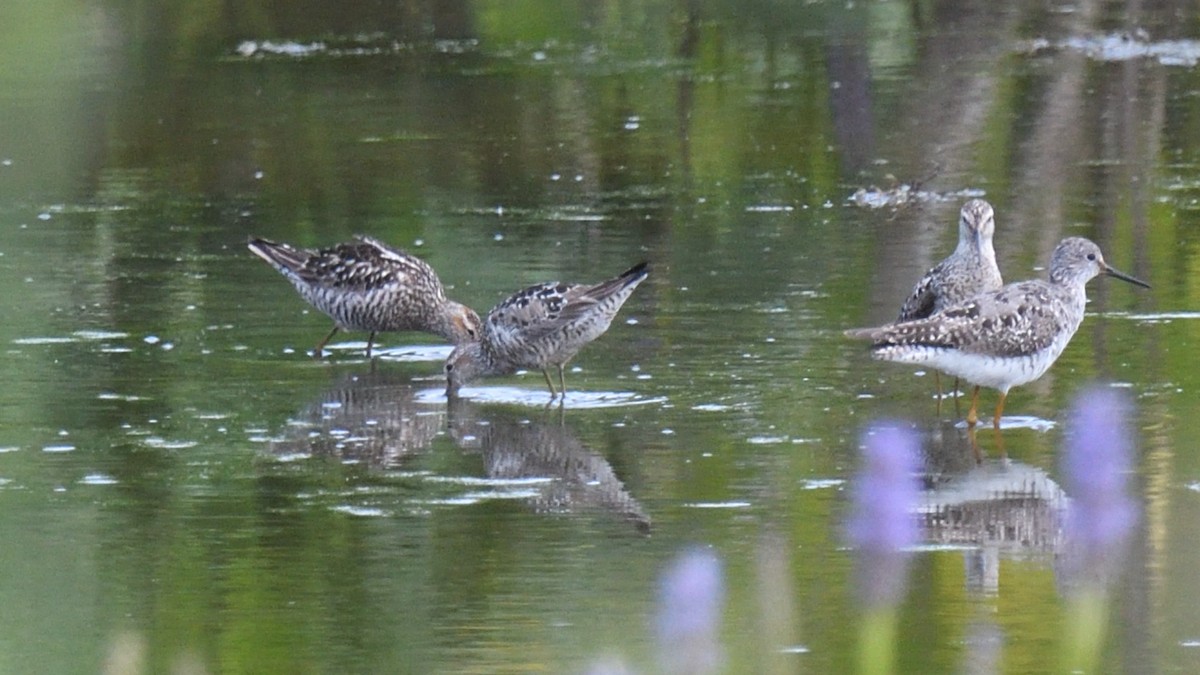 Stilt Sandpiper - ML621883960