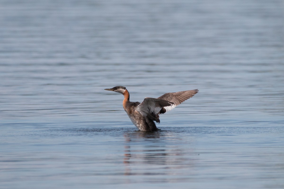 Red-necked Grebe - ML621883969