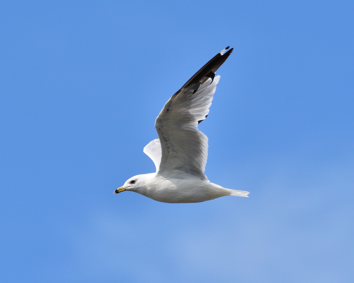 Ring-billed Gull - ML621883975