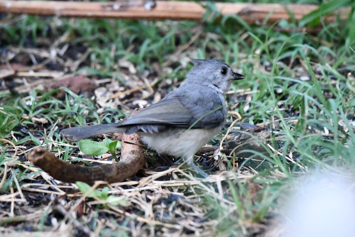 Tufted Titmouse - ML621883981