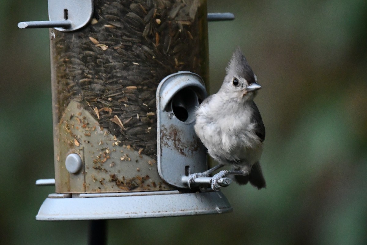 Tufted Titmouse - ML621883983