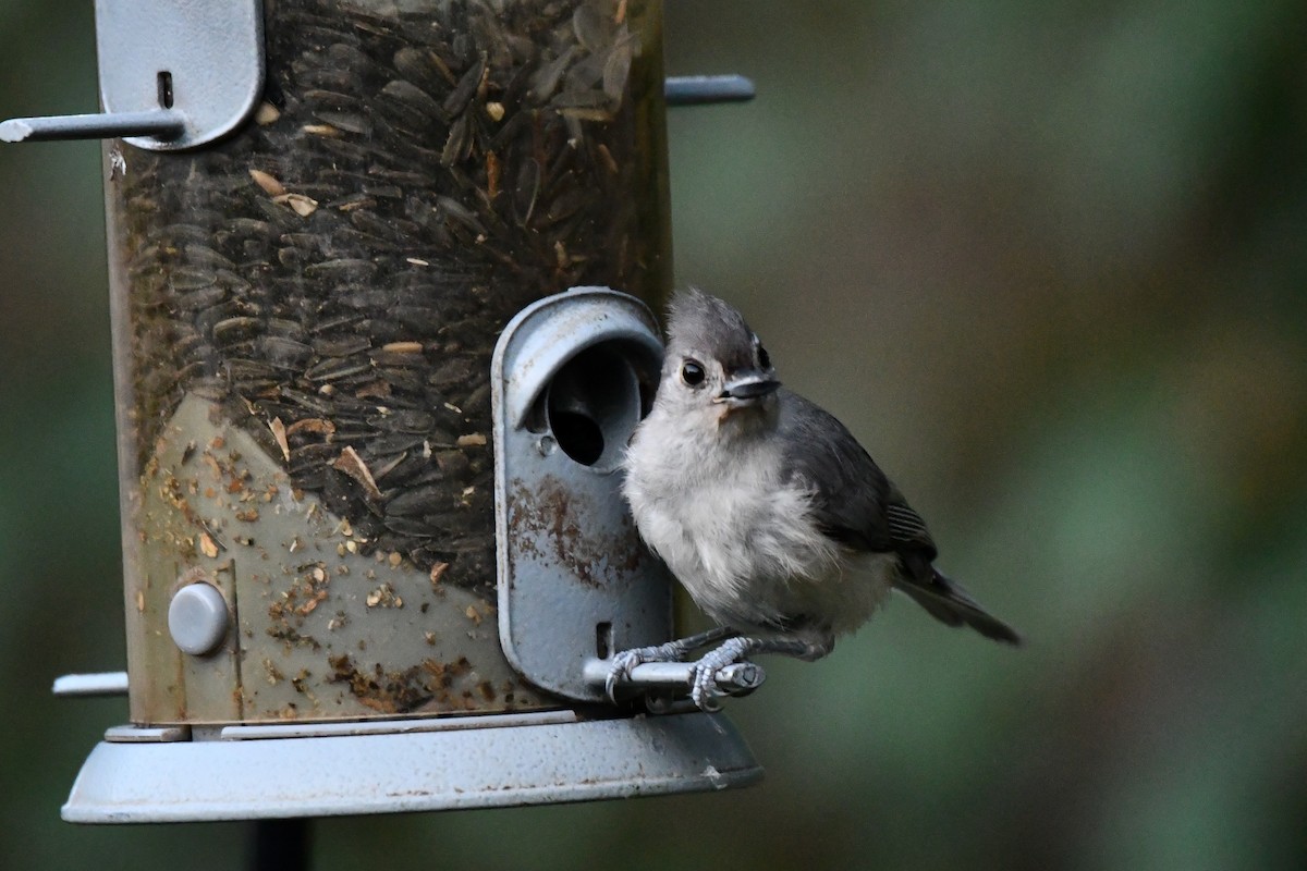 Tufted Titmouse - ML621883984