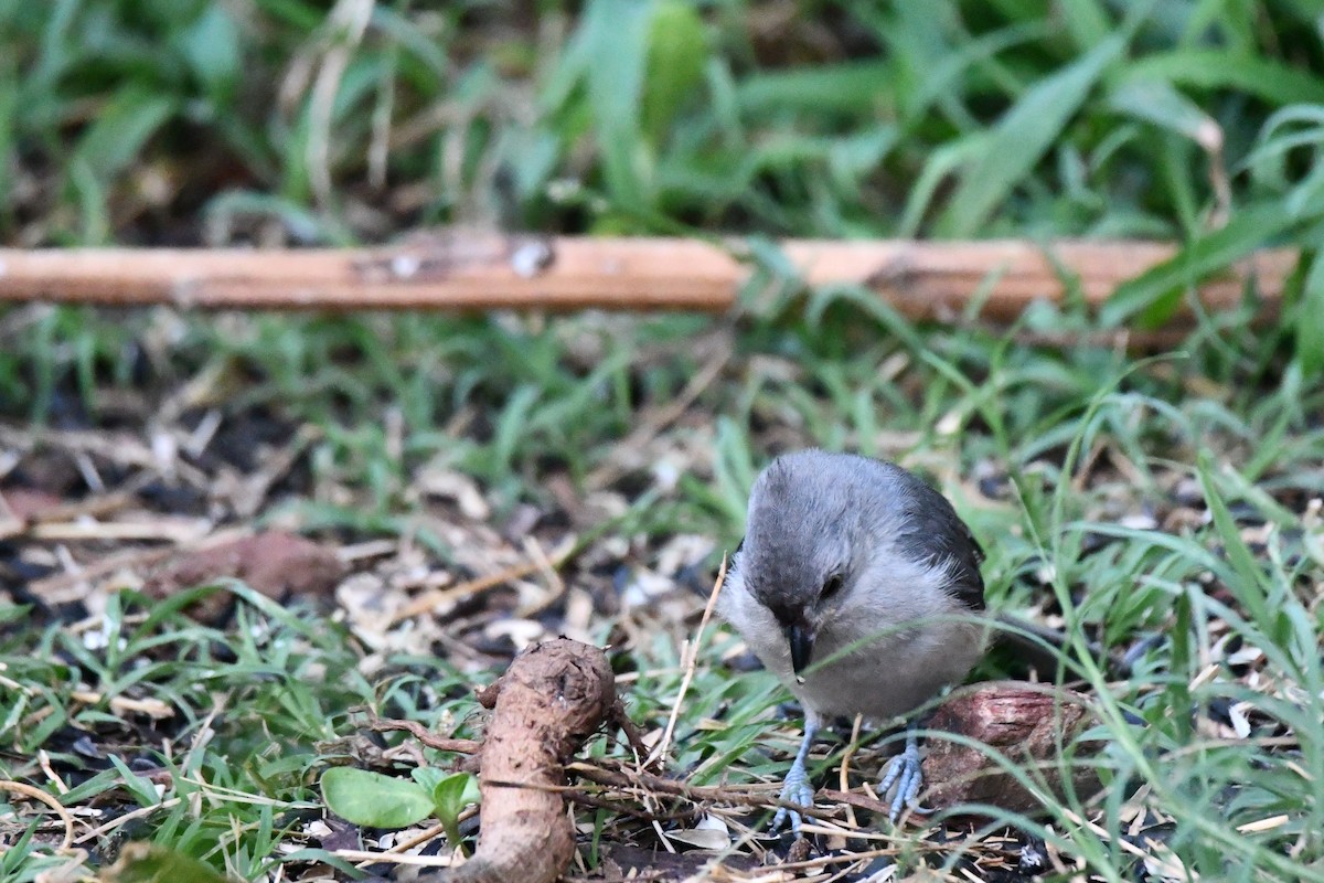 Tufted Titmouse - ML621883985