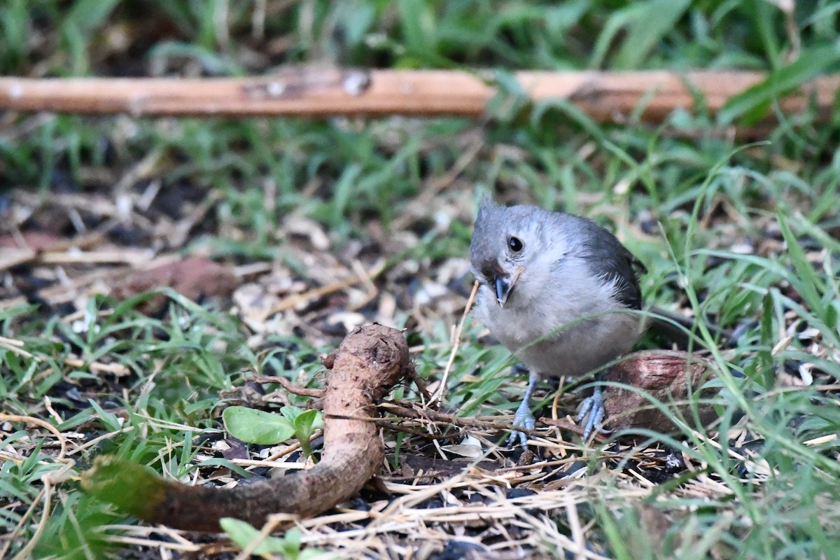 Tufted Titmouse - Carmen Ricer