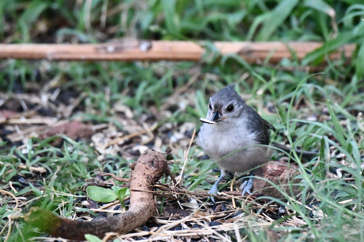 Tufted Titmouse - ML621883987