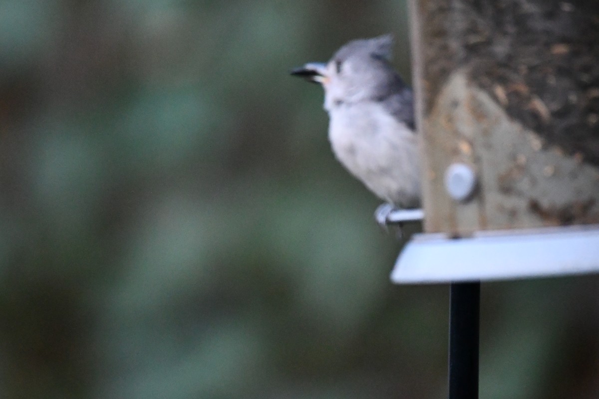 Tufted Titmouse - ML621883988