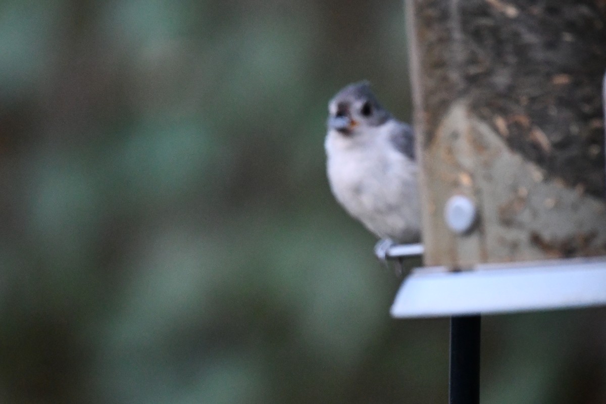 Tufted Titmouse - ML621883989