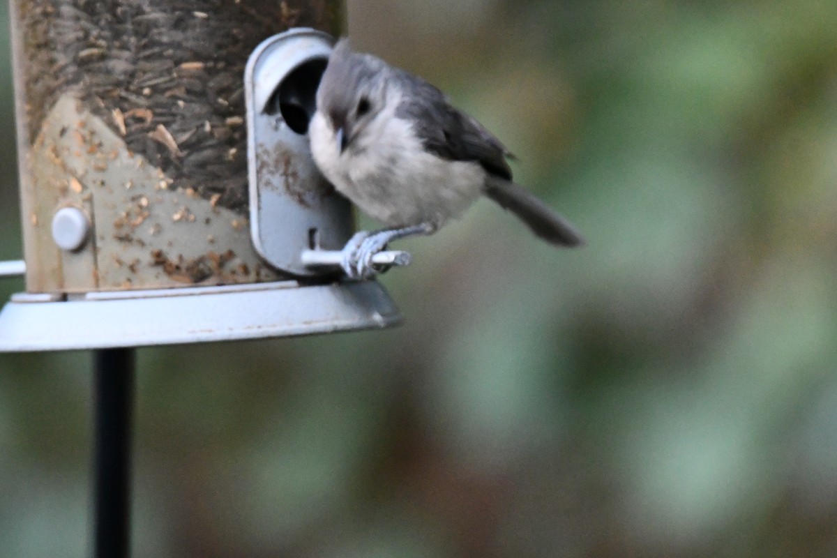 Tufted Titmouse - ML621883990