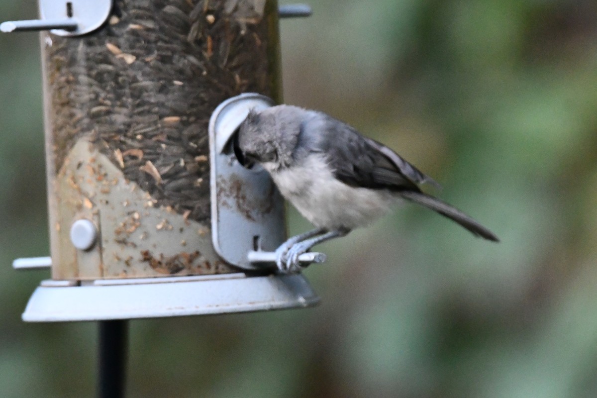 Tufted Titmouse - ML621883991