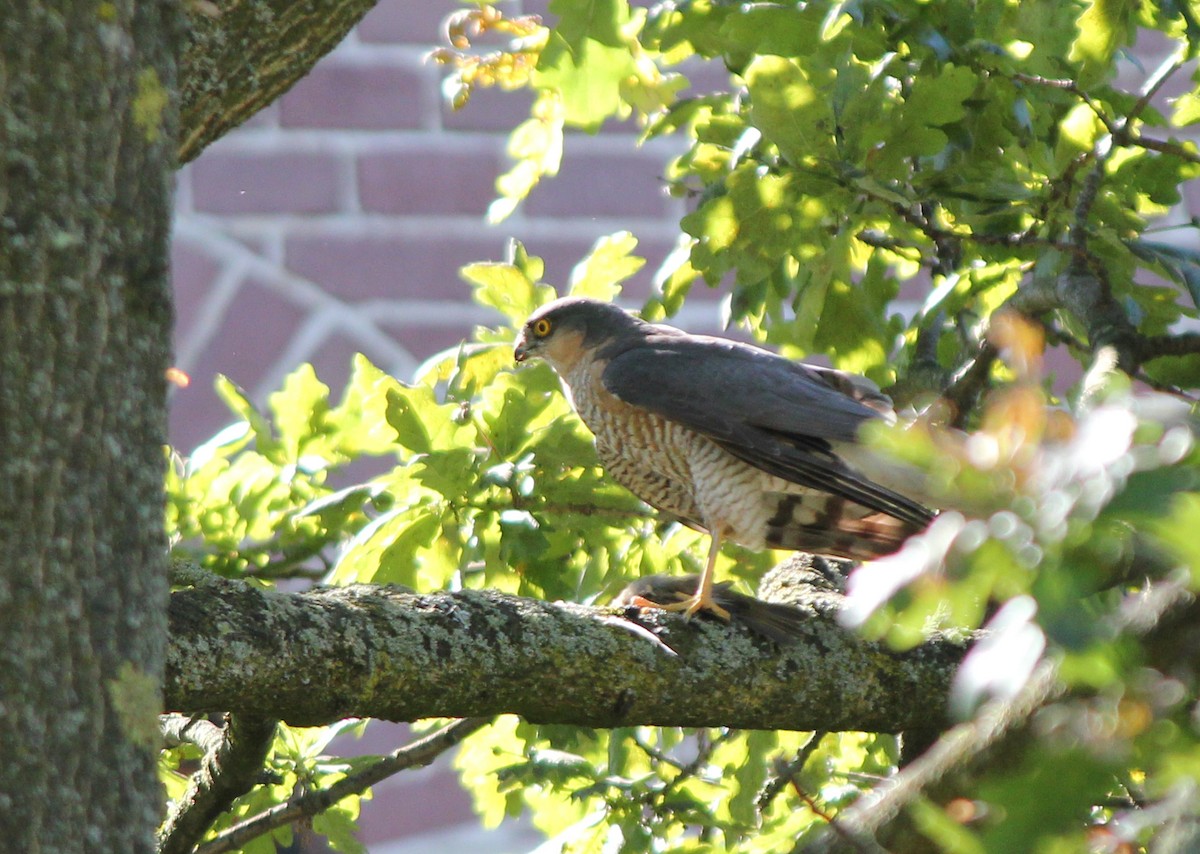 Eurasian Sparrowhawk - ML621883993