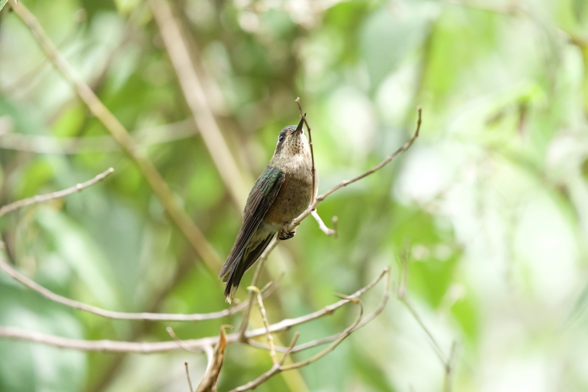 Speckled Hummingbird - ML621884039
