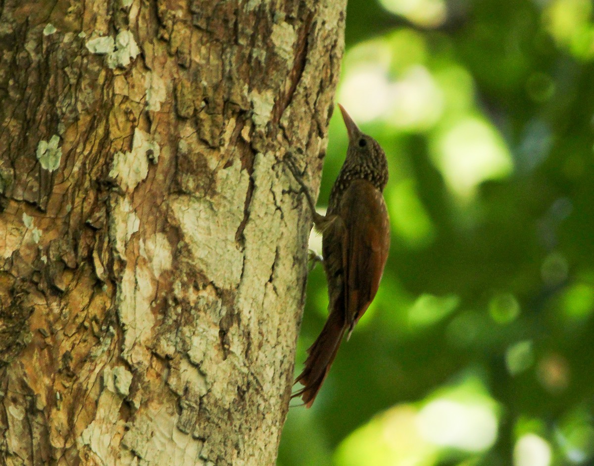 Striped Woodcreeper - ML621884044