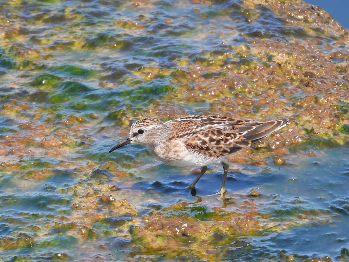 Least Sandpiper - ML621884054