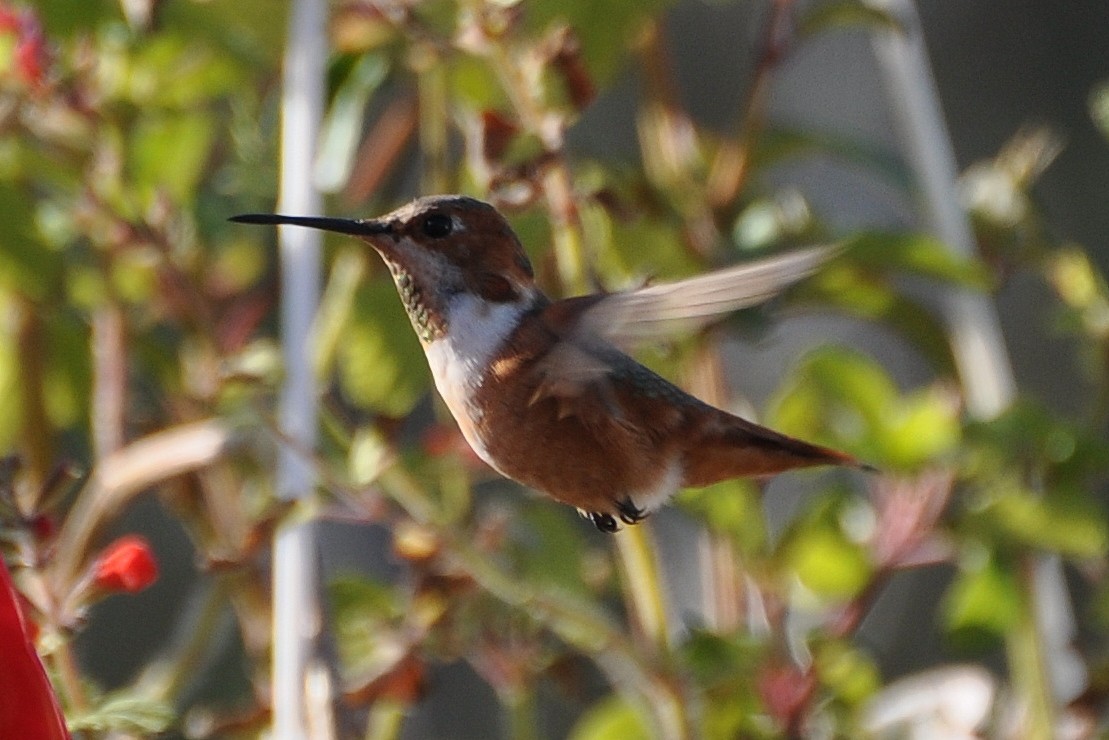 Allen's Hummingbird - ML621884055