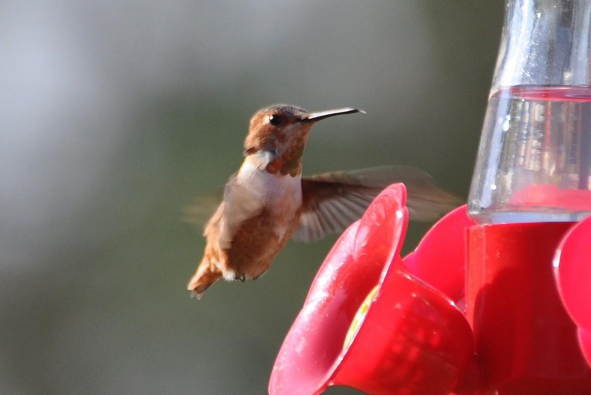 Allen's Hummingbird - ML621884057