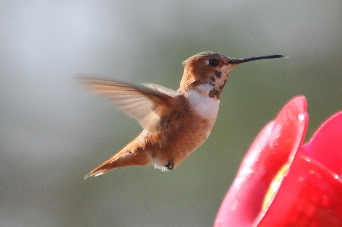 Allen's Hummingbird - ML621884058