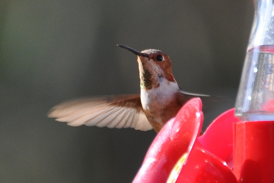Allen's Hummingbird - ML621884059