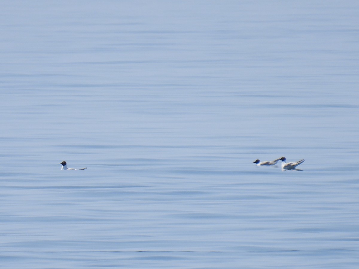 Mouette de Bonaparte - ML621884062