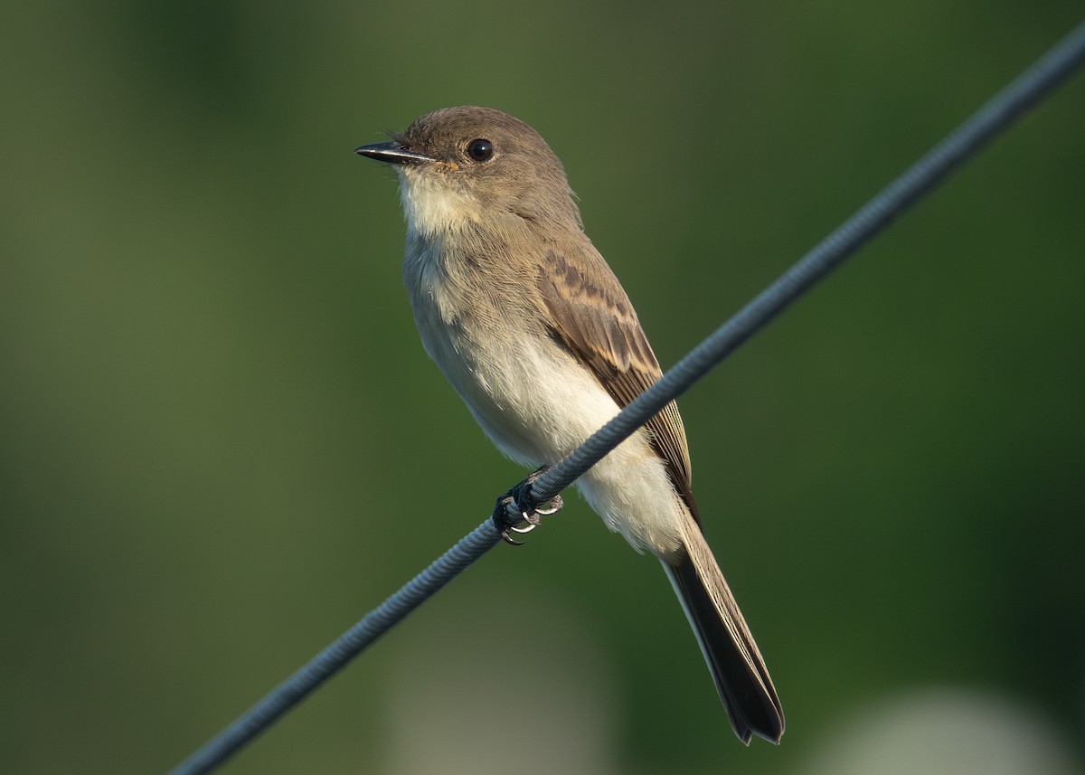 Eastern Phoebe - ML621884066