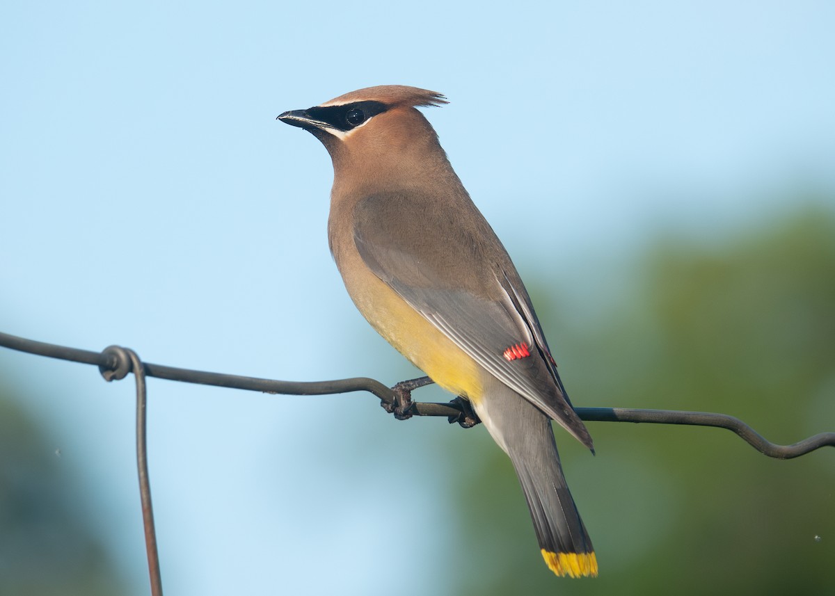 Cedar Waxwing - ML621884070