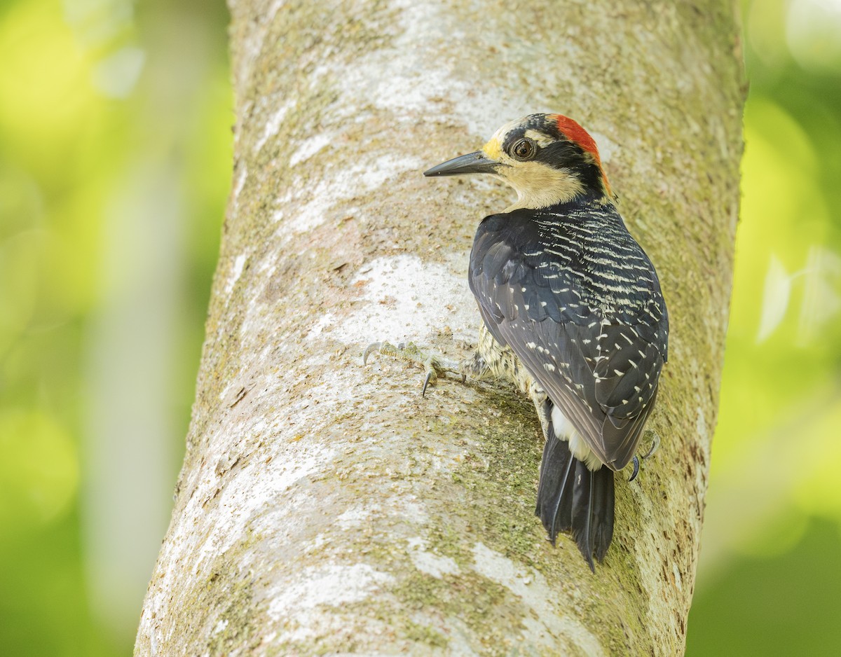 Black-cheeked Woodpecker - ML621884078