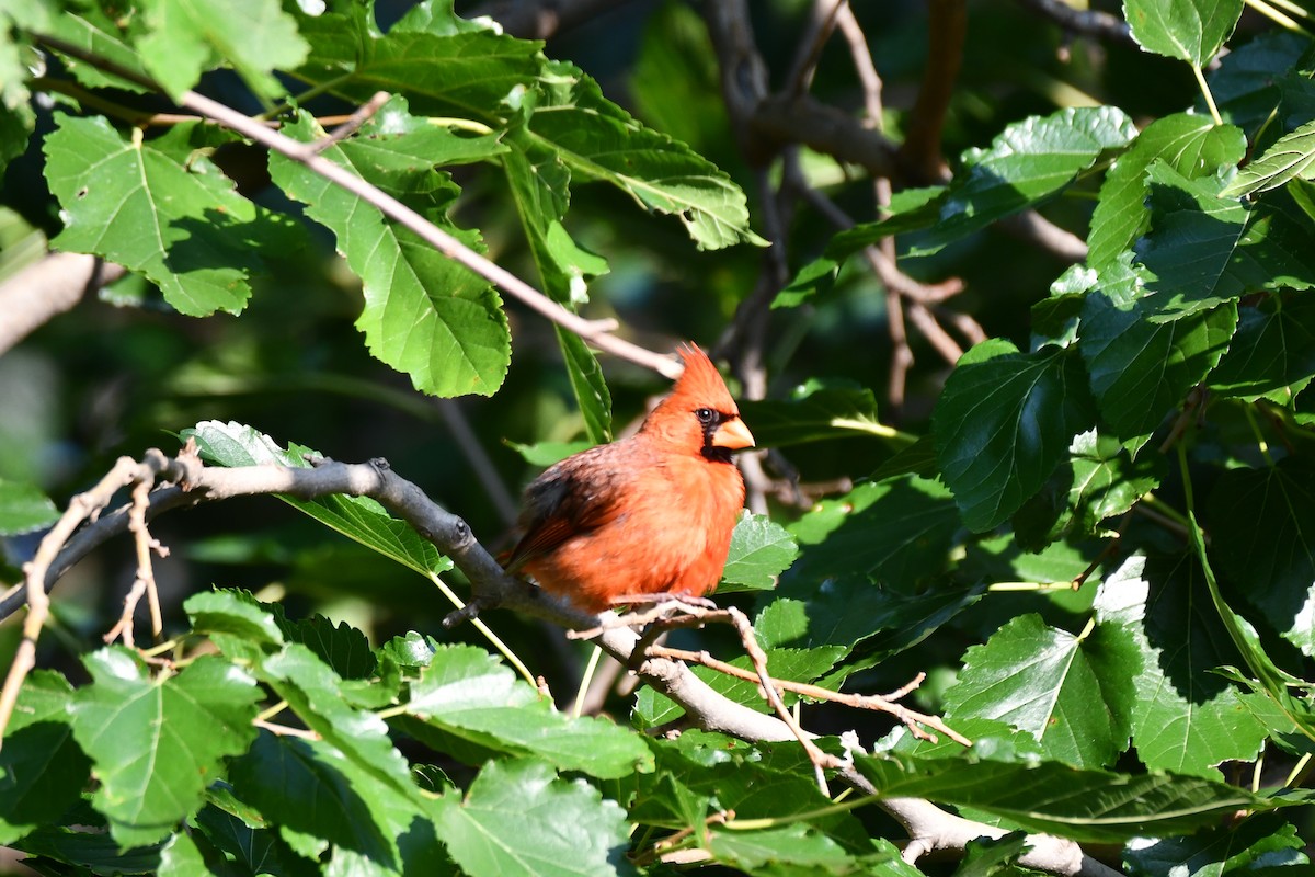 Northern Cardinal - ML621884097