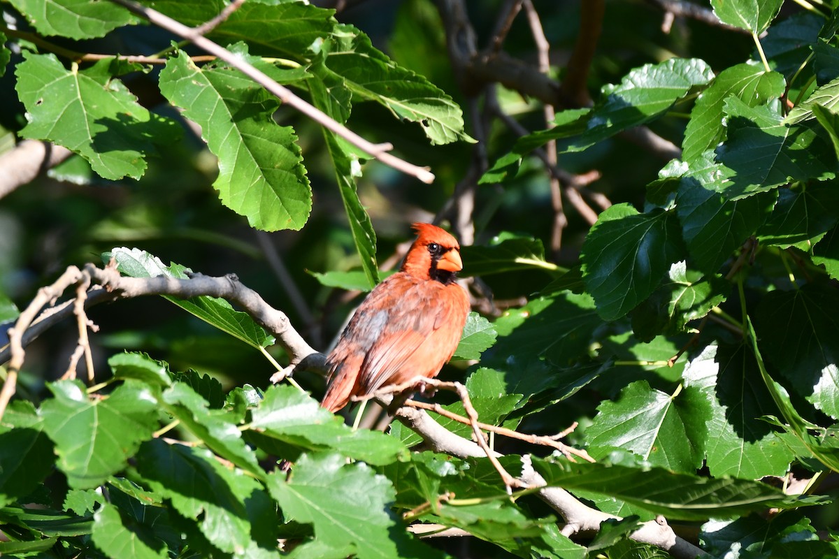 Northern Cardinal - ML621884100