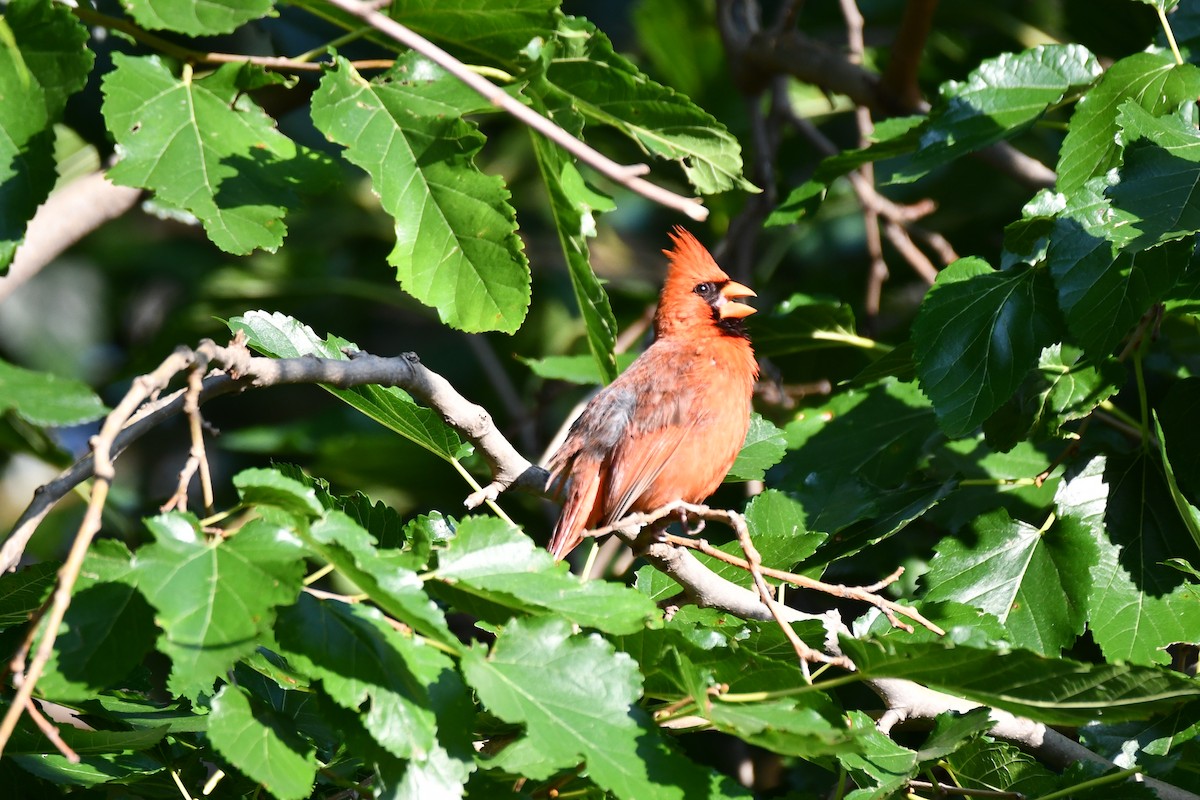 Northern Cardinal - ML621884104