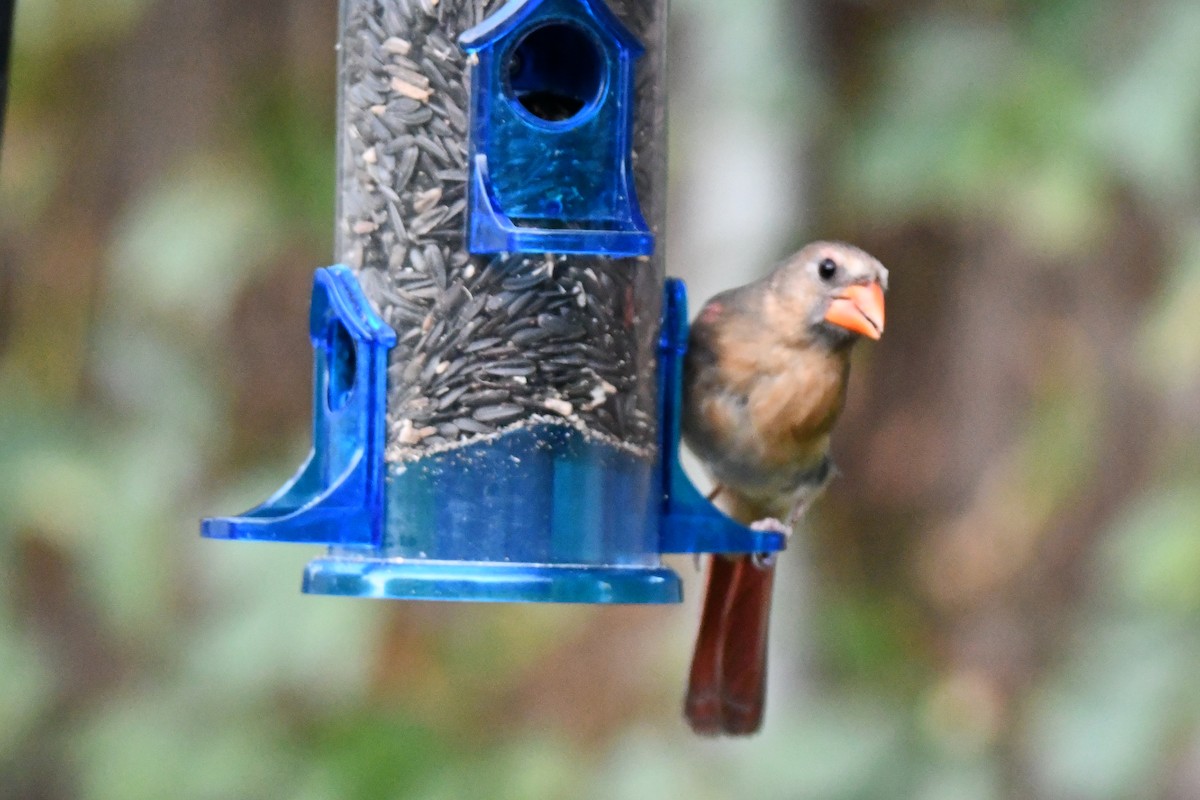 Northern Cardinal - ML621884106