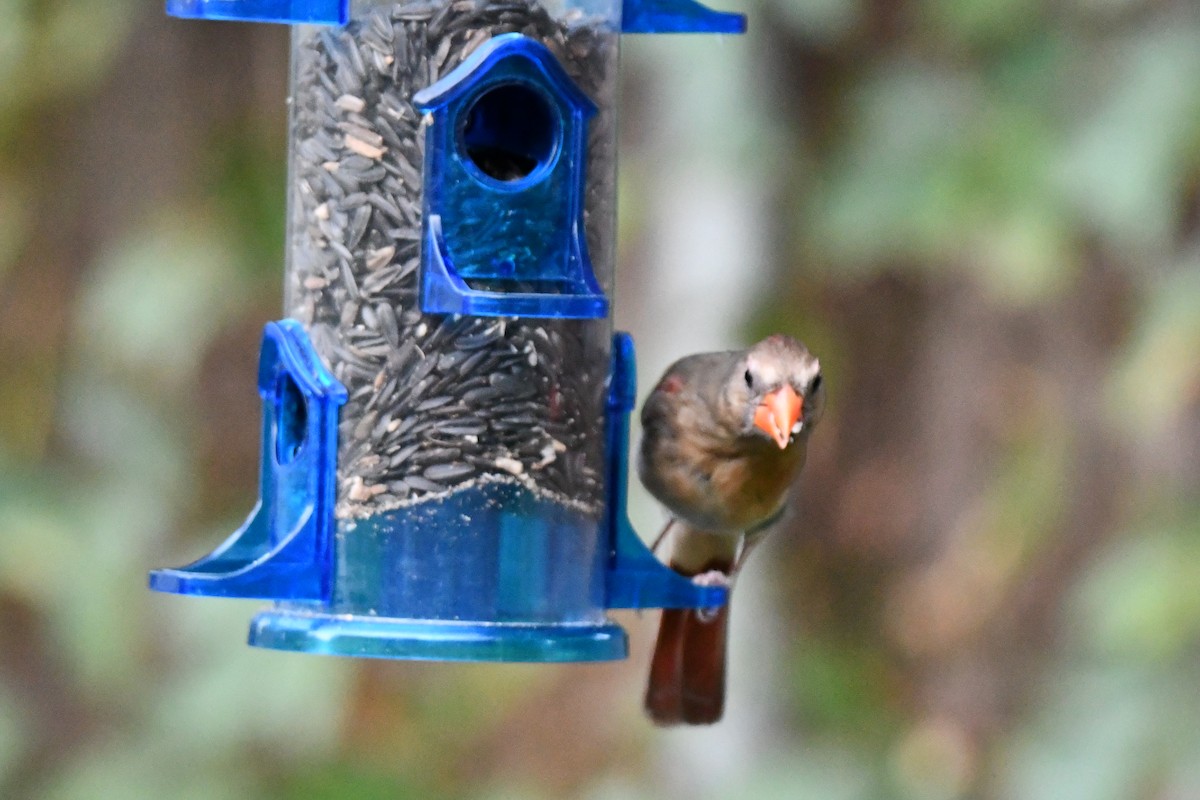 Northern Cardinal - Carmen Ricer