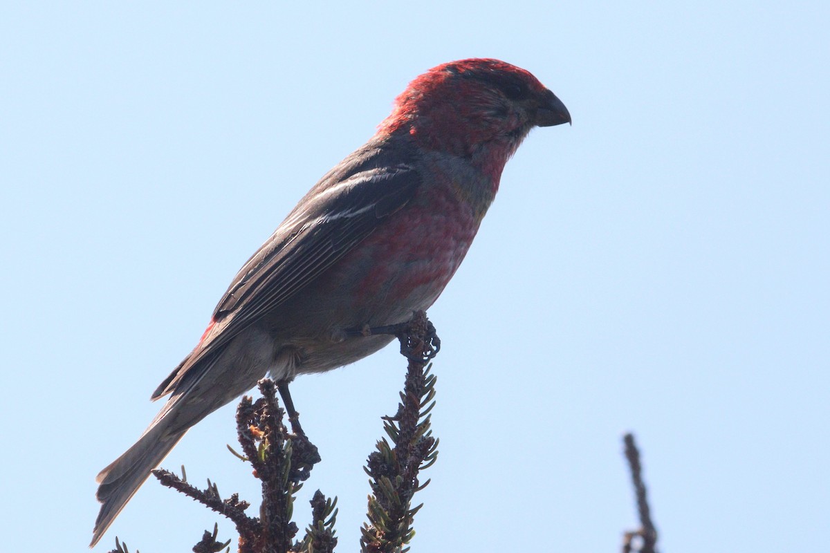 Pine Grosbeak - James Teitgen