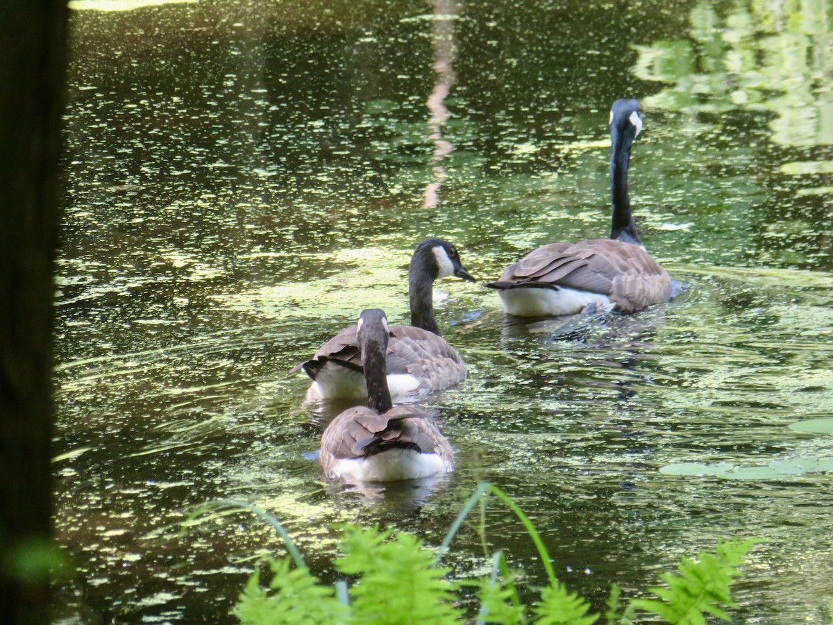 Canada Goose - ML621884124