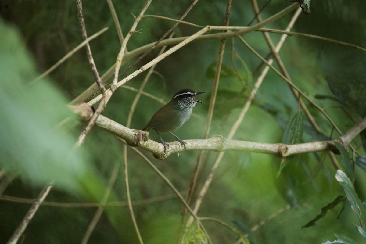 Gray-breasted Wood-Wren - ML621884139