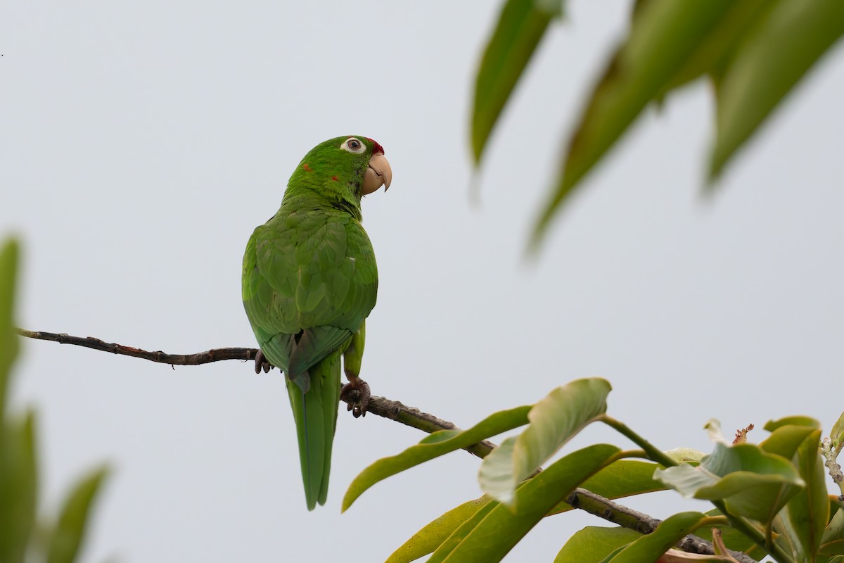 Crimson-fronted Parakeet - ML621884143