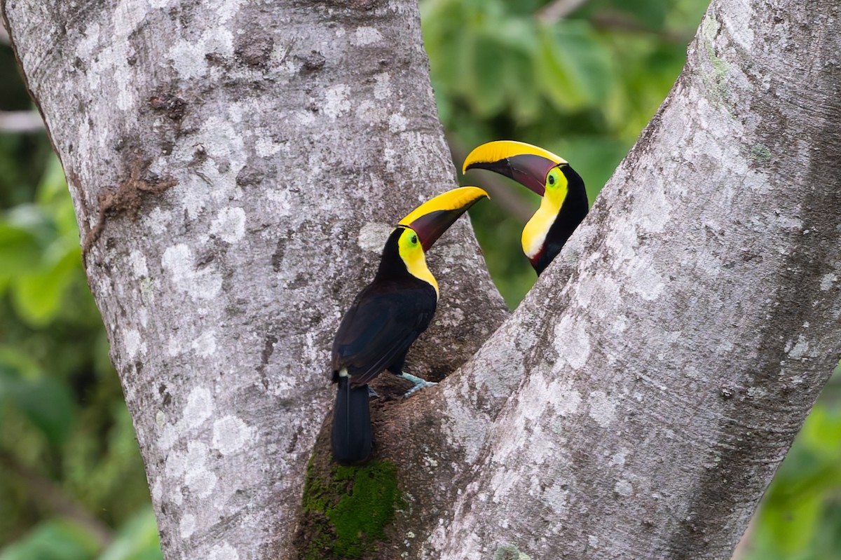 Yellow-throated Toucan - ML621884146