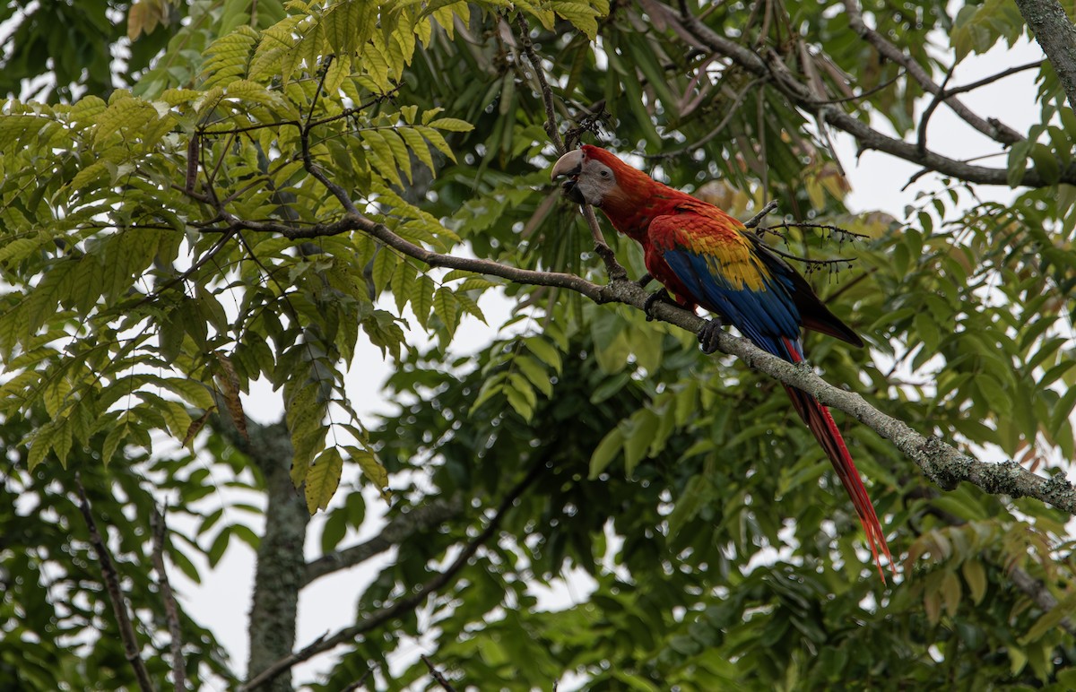 Scarlet Macaw - ML621884149
