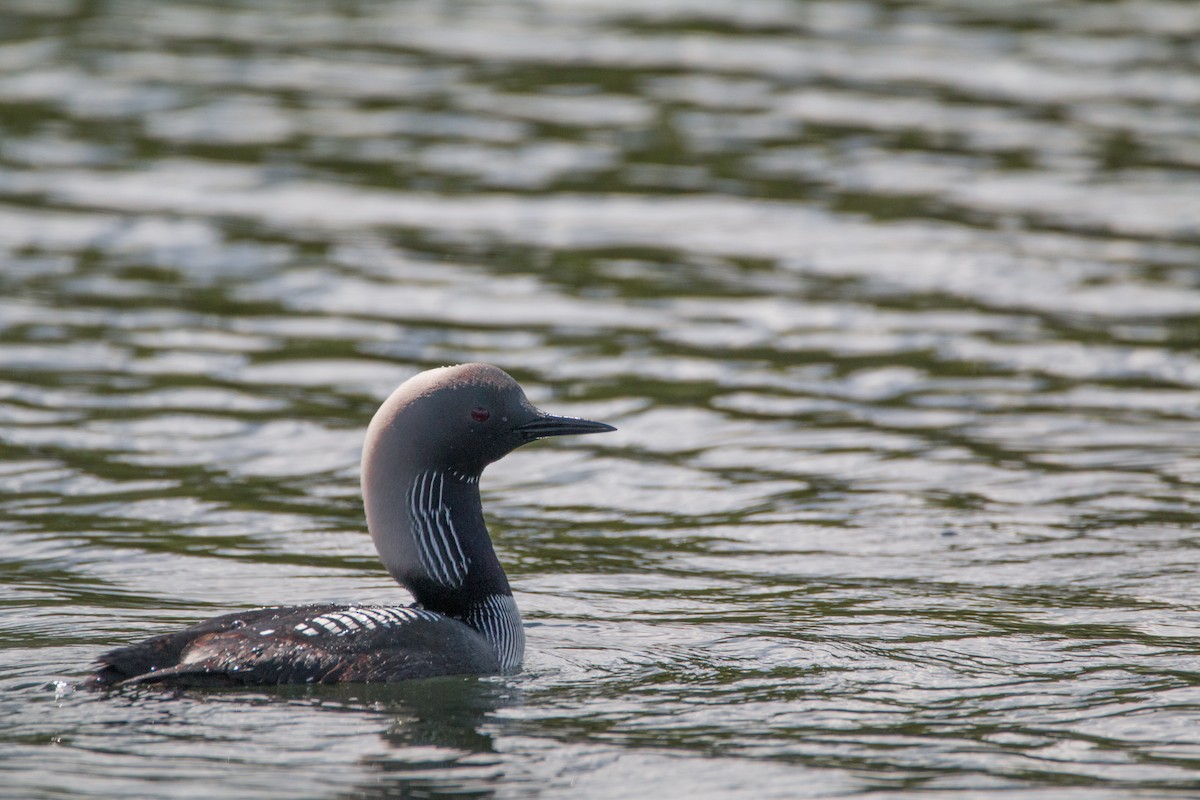 Pacific Loon - ML621884150