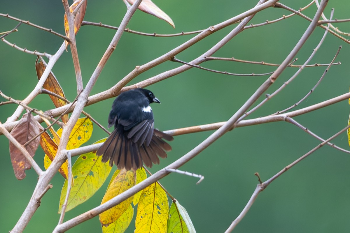 White-shouldered Tanager - ML621884155