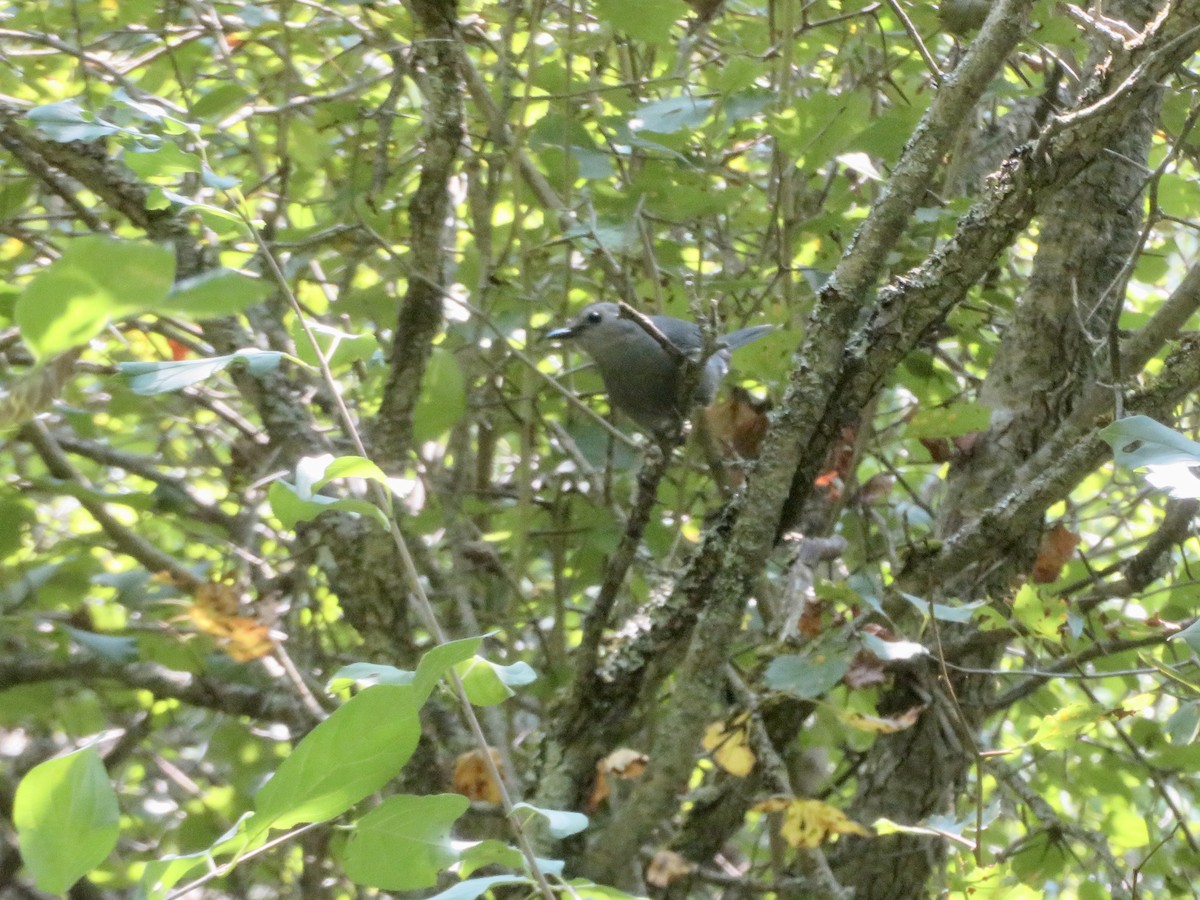 Gray Catbird - Christine Cote