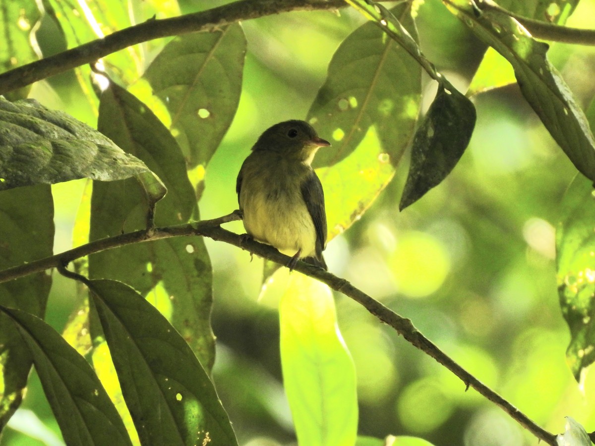 Red-capped Manakin - Erick Barbato