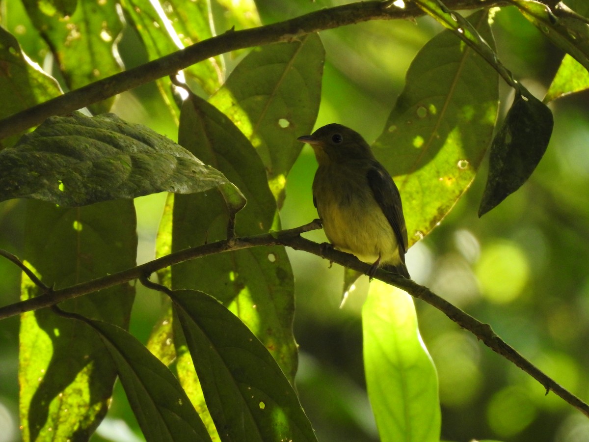 Red-capped Manakin - ML621884162