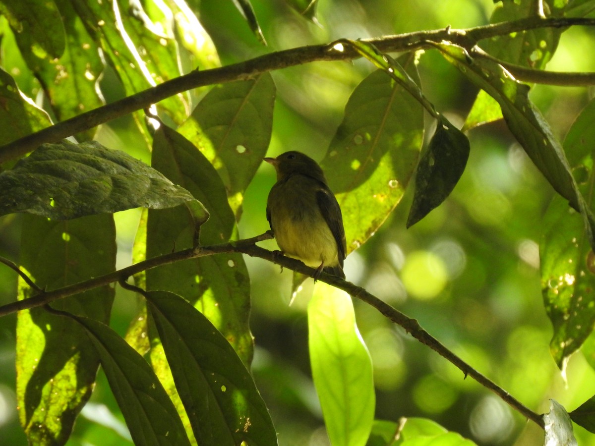 Red-capped Manakin - ML621884163