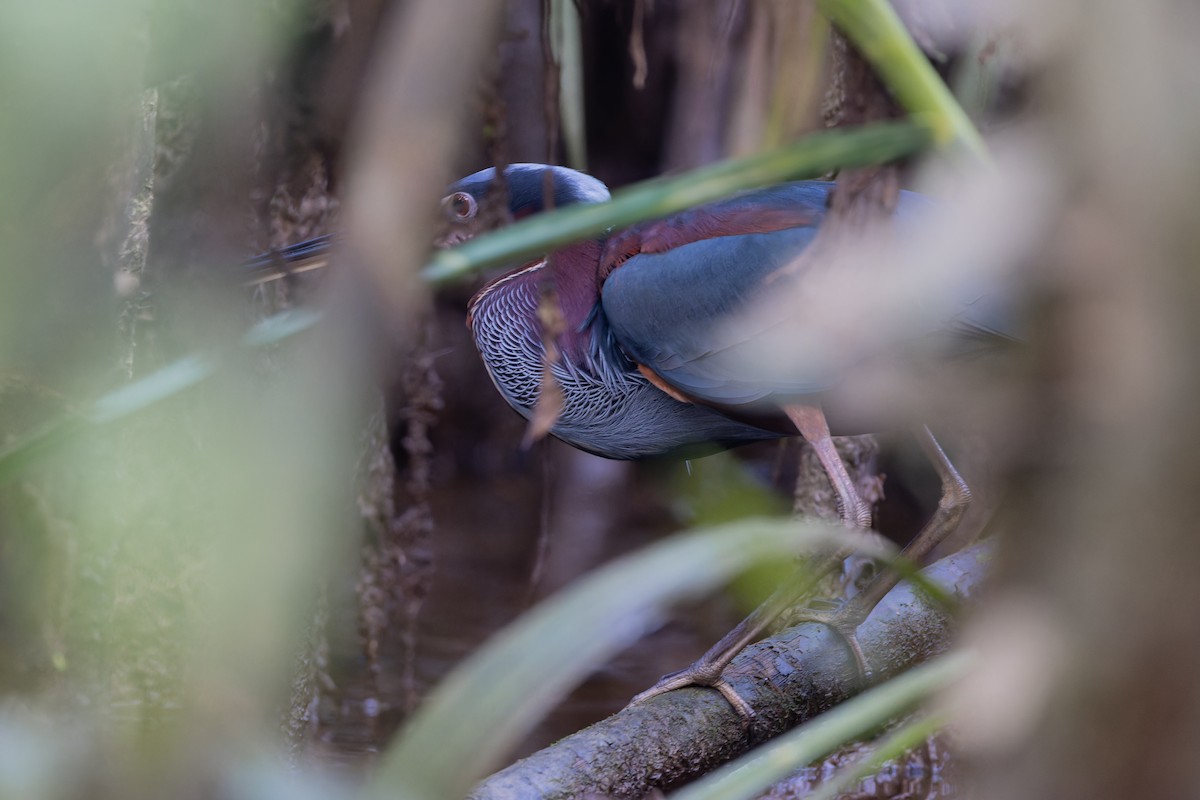 Agami Heron - ML621884165