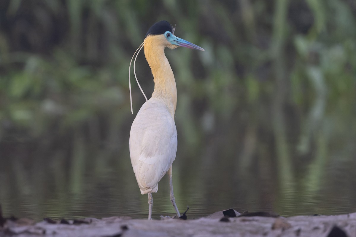 Capped Heron - ML621884166