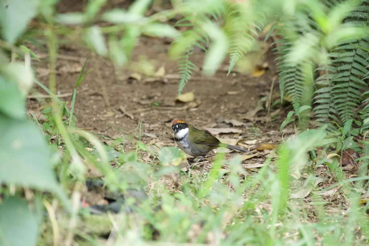 Chestnut-capped Brushfinch - ML621884168