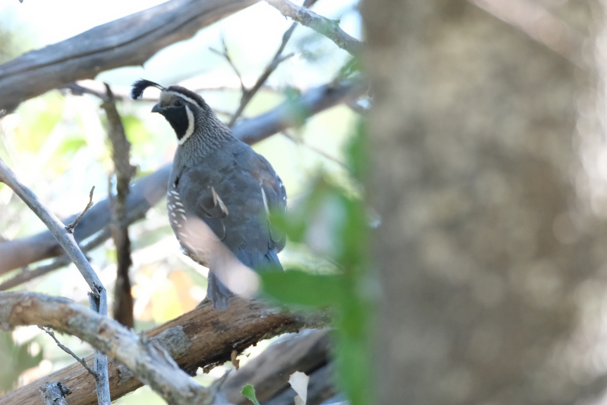 California Quail - ML621884174