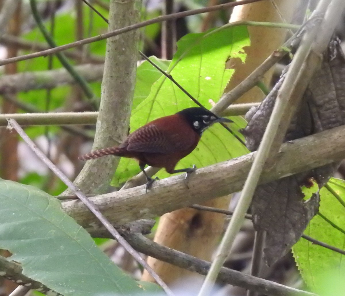 Bay Wren - ML621884179