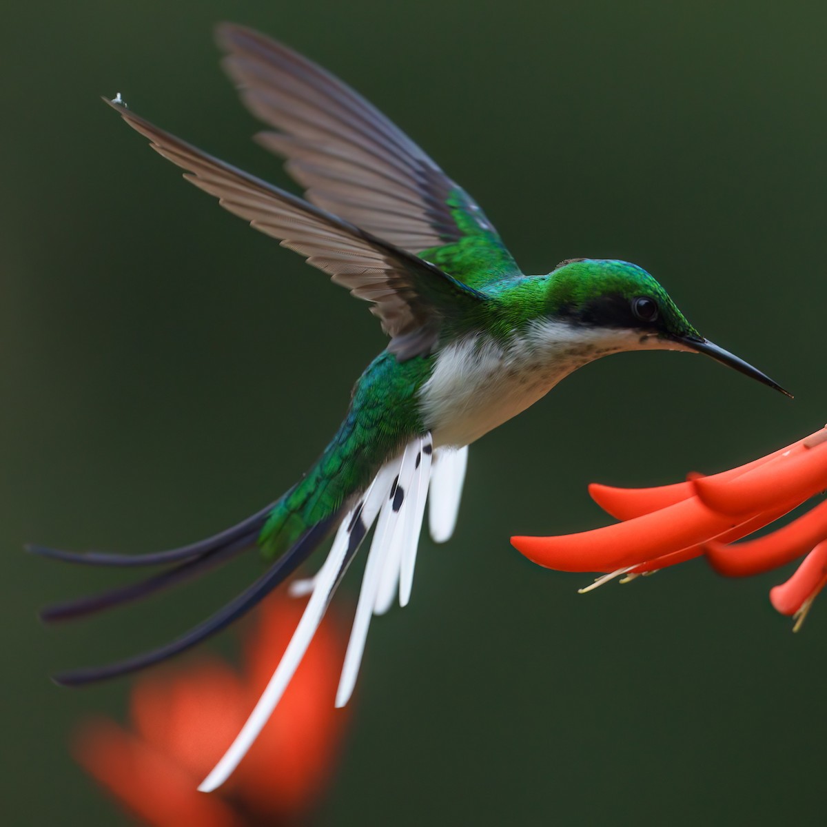 Black-eared Fairy - Daniel Hinckley | samazul.com