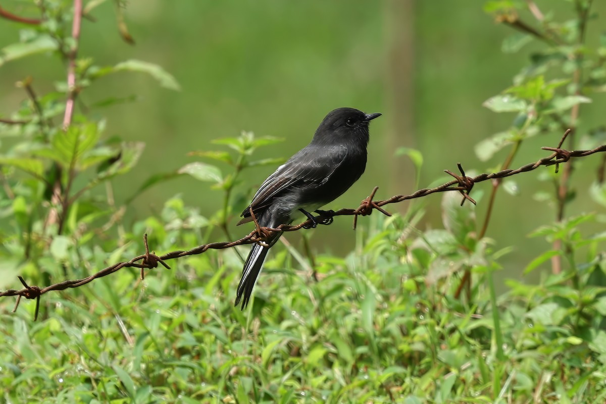 Black Phoebe - ML621884188